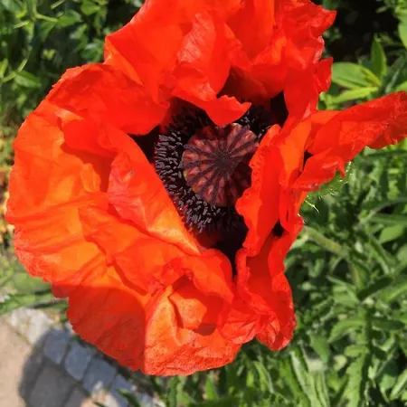 Huck's Ferienhaeuser Prázdninový dům