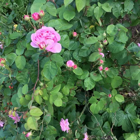 Prázdninový dům Huck's Ferienhaeuser Borstel (Schleswig-Holstein)