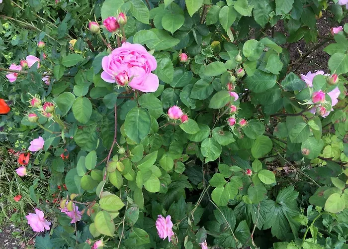 Vakantiehuis Huck's Ferienhaeuser Borstel (Schleswig-Holstein)